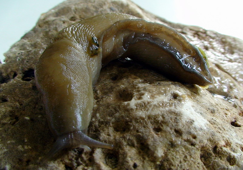 Limax grigio + Limax aldrovandi Moquin-Tandon 1855 degli Apuane